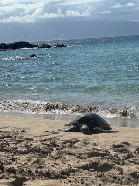 Exploring the best beaches in Maui, Hawaii