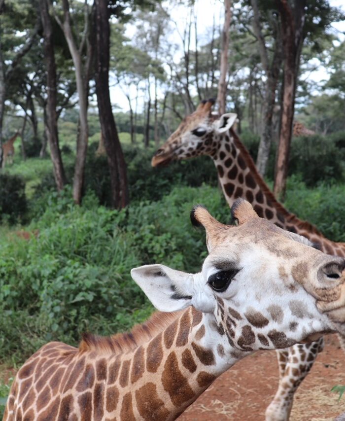 12 amazing hours in Nairobi, Kenya